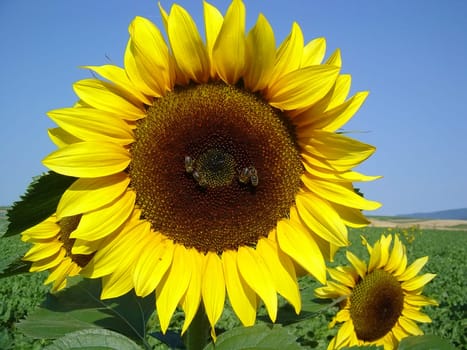 Sunflower