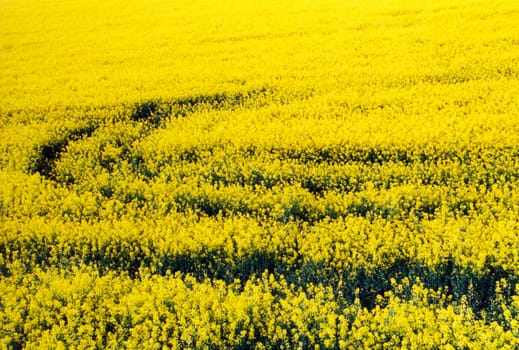 rapeseed