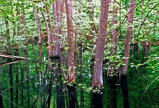 Forest impression
