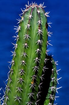 (unfortunately I don't know the exact name of this cactus genus - maybe you know better ...)