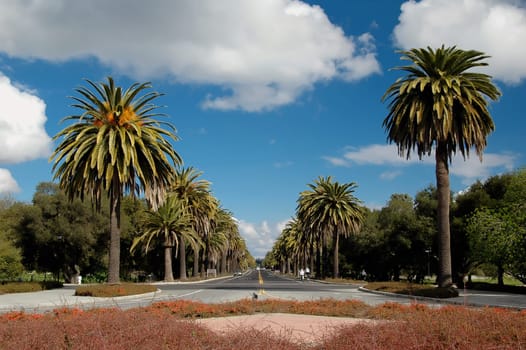 Street under palm trees