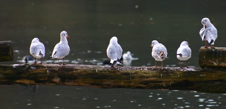 at the fish ponds