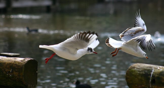 Flying artists....