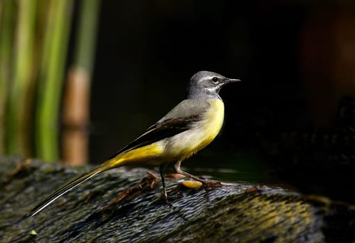 Grey wagtail