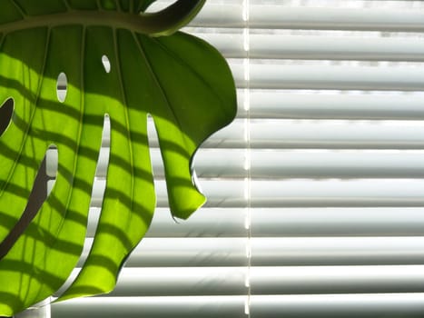 Window leaf