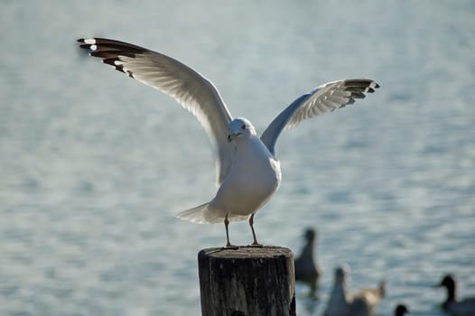 Landing