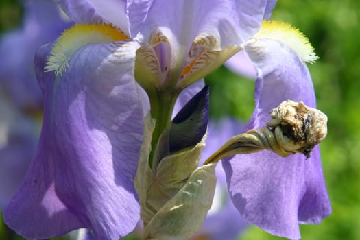 Blue iris