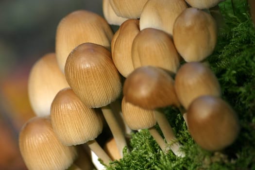 Small mushrooms on green moss cushion