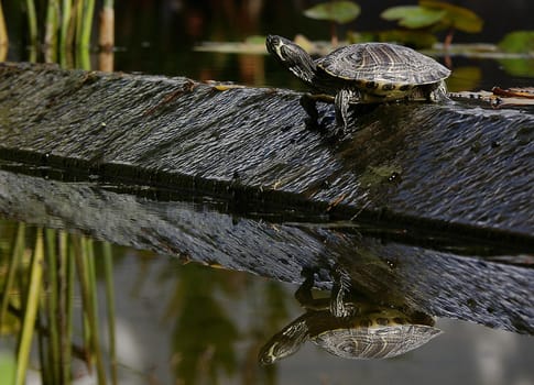 wildlife at a pond in Tenerife
