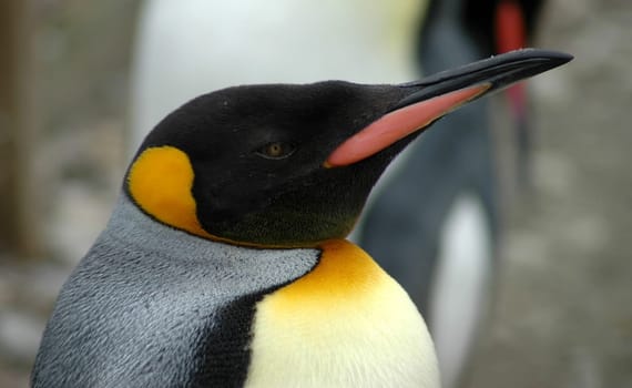 Penguin Portrait