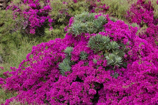 it was quite incredible - the extension of the shrub was more than 10 sq. m2.