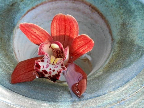 Reddish-brown Cymbidium
