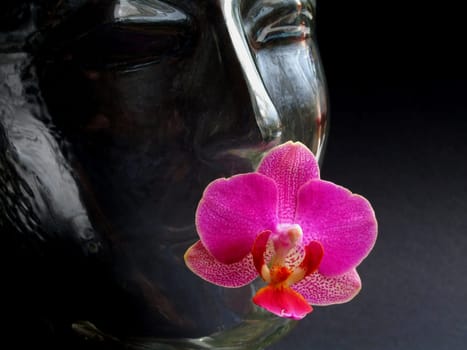 Red-violet phalaenopsis