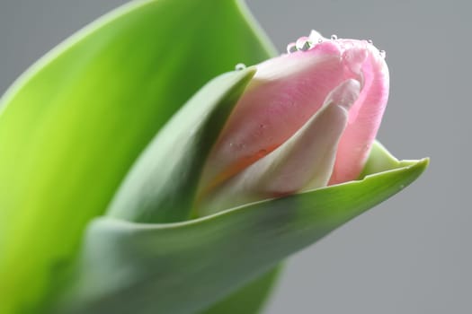Spring Messengers II