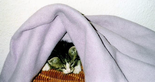 Since I just wrote an article about the birth of kittens for an animal welfare newspaper and was looking for some suitable photos,I came across this one,which I think is so cute. Unfortunately it is not so great in terms of quality,because I
