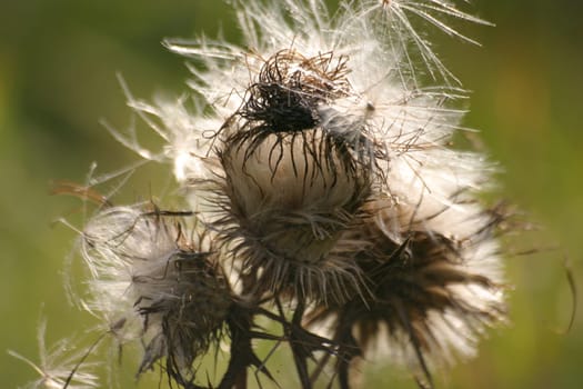 Withered thistle in backlight