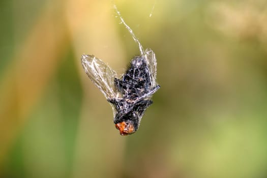 Fly caught and spun in by a cross spider