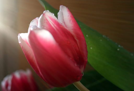 The moment of light