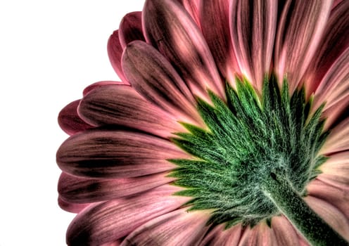 gerbera