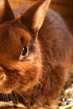 In memory of our garden guardian
