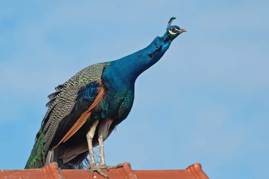 A peacock from the bird park in Biebesheim is on the lookout on the roof of the entrance area.