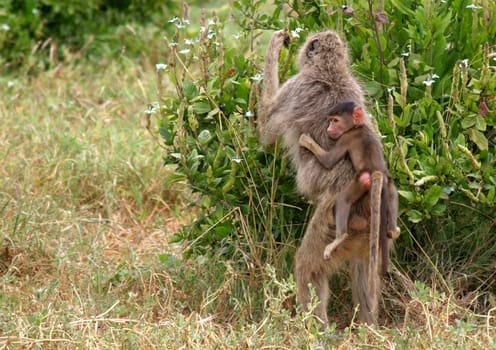 Piggyback