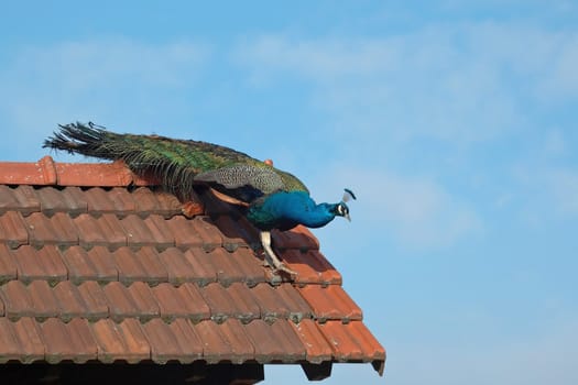 A peacock from the bird park in Biebesheim on the roof of the entrance area.