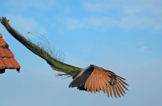 A peacock from the bird park in Biebesheim flies onto a nearby meadow from the roof of the entrance area