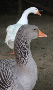Geese in the barn