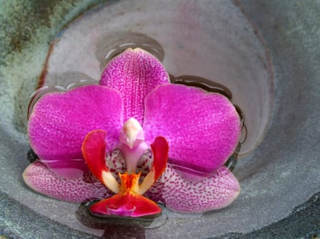 Phalaenopsis