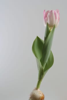 Tulip fully bloomed