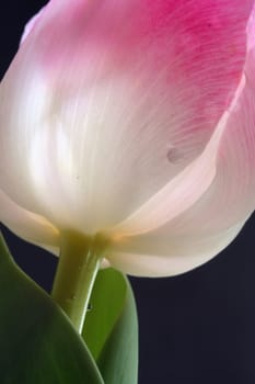 inner glow of a pink tulip III