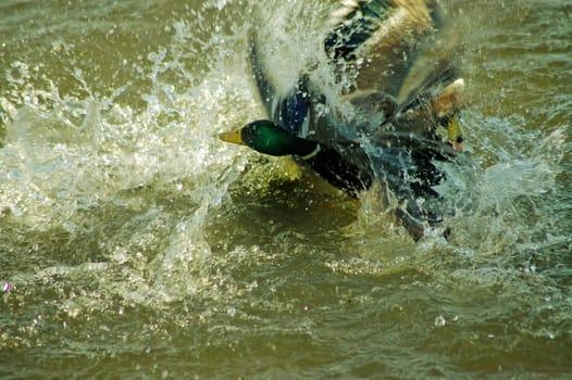 In battle