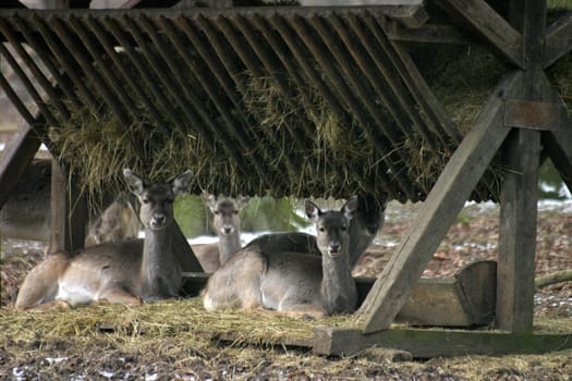 Fallow deer at a winter feeding site (in a public forest)