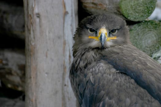 Portrait of an eagle