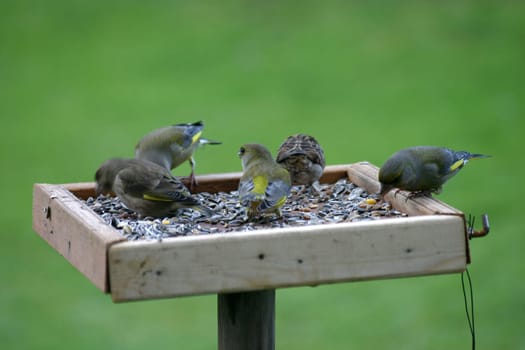 Greenlings or greenfinches at a feeding place