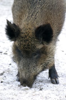 Wild boar burrowing in the snow