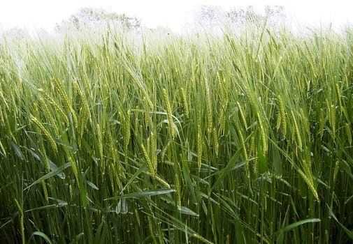 Rye