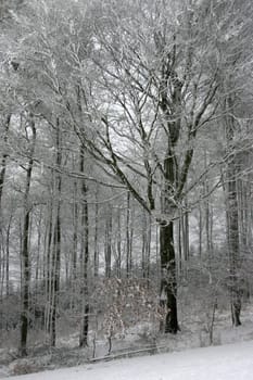 Snow-covered deciduous forest in an inclined position
