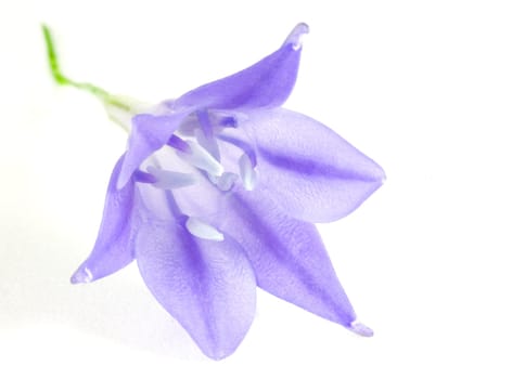 Blue-Flower
