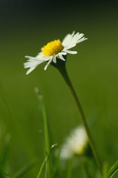 Spring