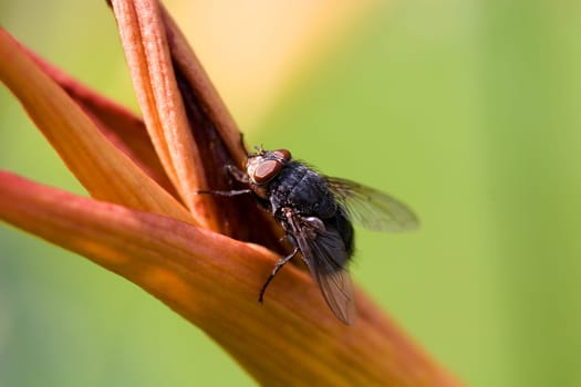 Macro Fly