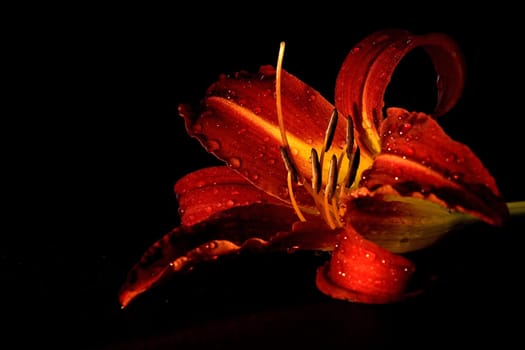 Lily