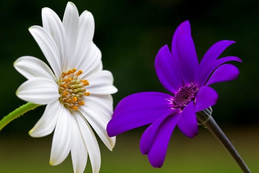 Two-flowers