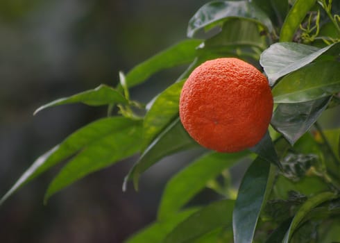 Tangerine on tree