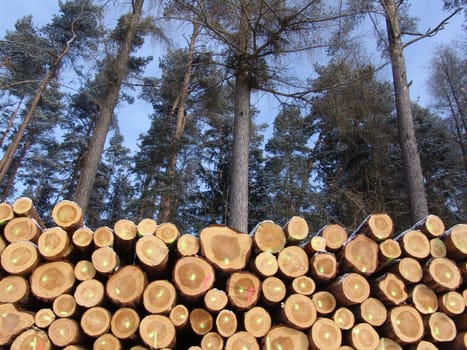 Wood