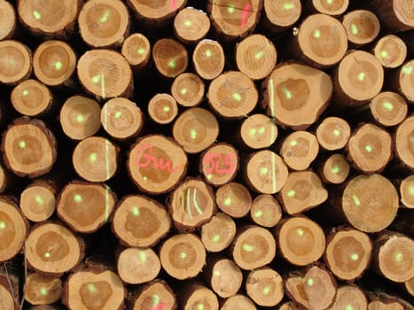 Wood