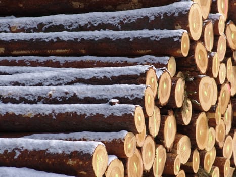 Wood