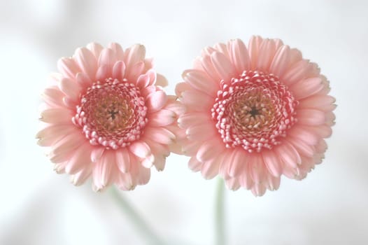 Gerbera
