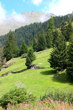 Mountain meadow 01